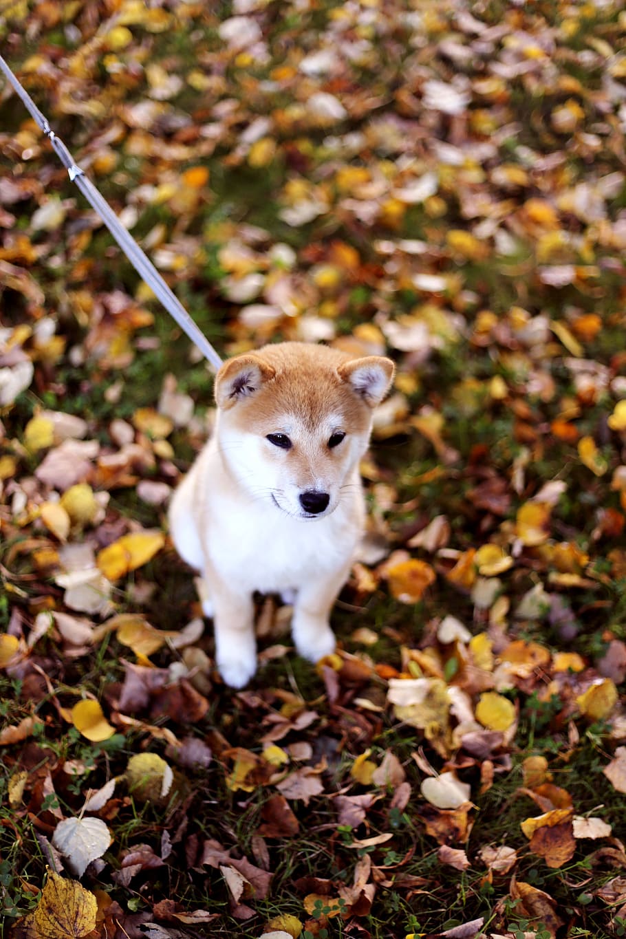akita, dog, puppy, autumn, one animal, animal themes, mammal, HD wallpaper
