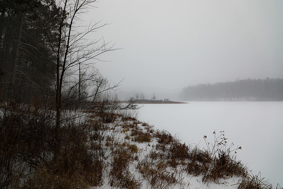 snow field beside trees, nature, weather, outdoors, fog, 2553 cleveland canton rd HD wallpaper