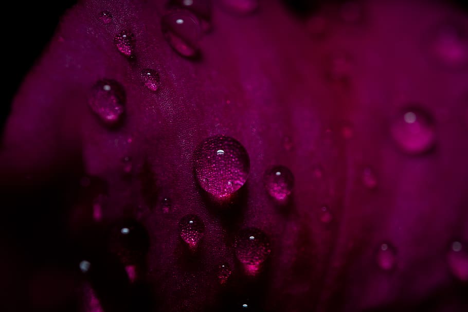 purple and black polka dot textile, droplet, plant, flower, petal, HD wallpaper