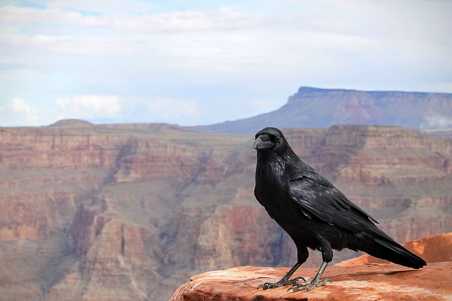 raven, crow, bird, grand canyon, national park, black, arizona, HD wallpaper