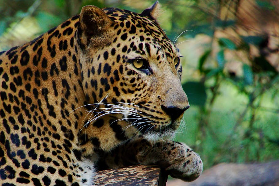 wild, animal, leopard, predator, view, jungle, india, africa HD wallpaper