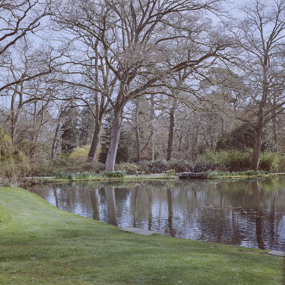 Exbury Gardens, tree, water, plant, tranquility, tranquil scene HD wallpaper