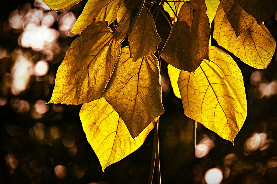 leaf, foliage, twig, branch, tree, vein, pattern, back light HD wallpaper