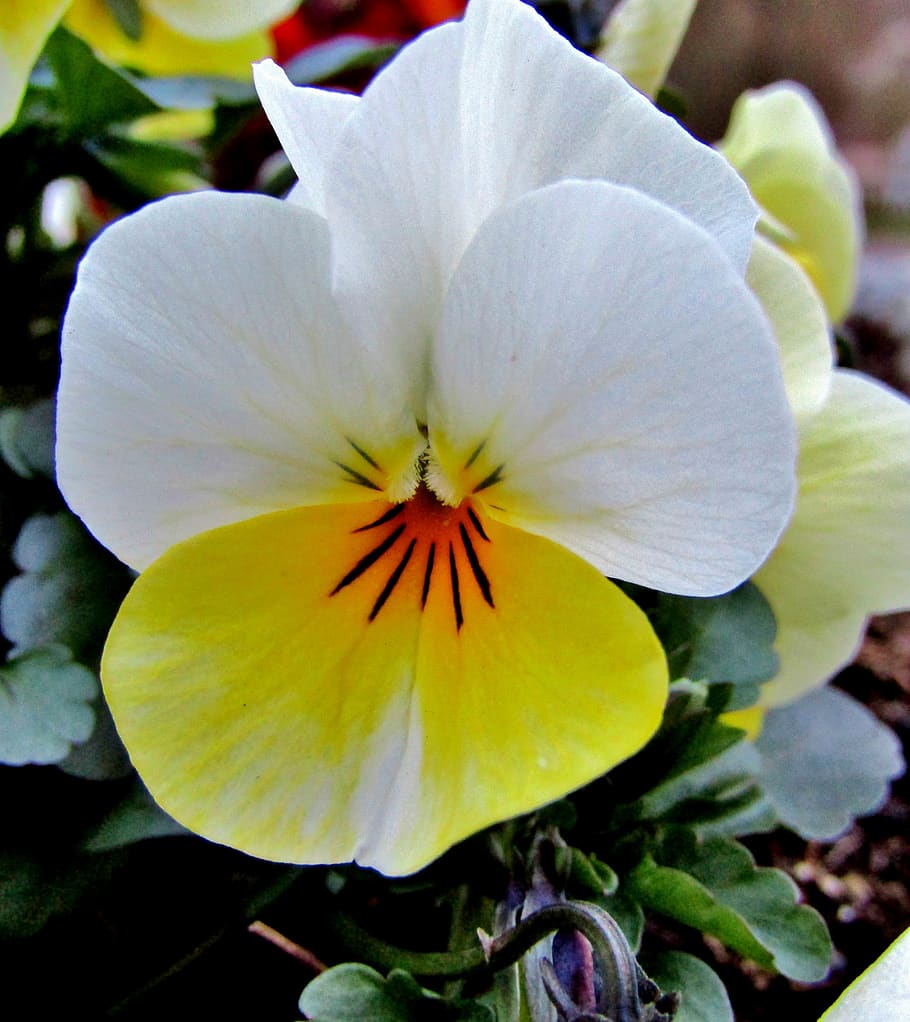 yellow, white, pansy, spring, violet, blossom, bloom, close up HD wallpaper