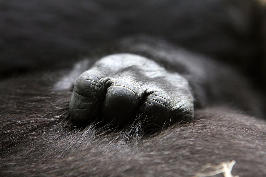 Close Up Photo of Ape's Hand, blur, blurry, close-up, fingers HD wallpaper