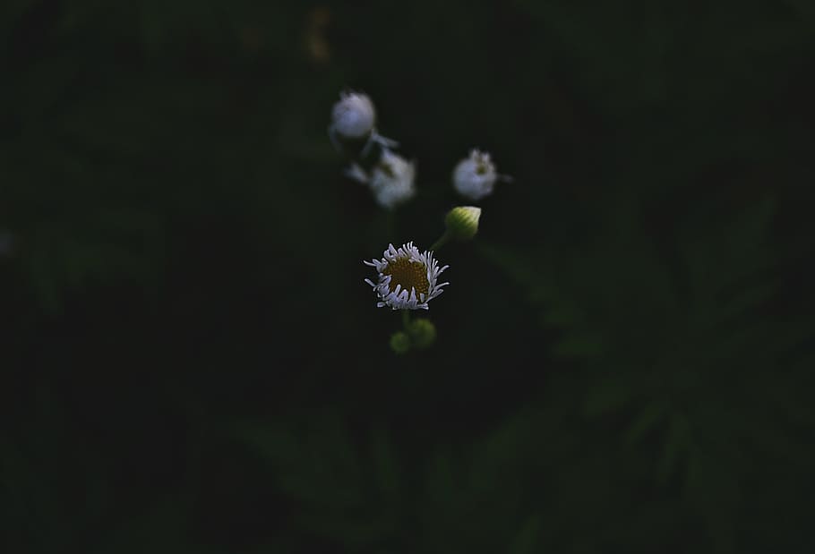 black, bloom, blossoms, flowers, gray, petals, plants, flowering plant HD wallpaper