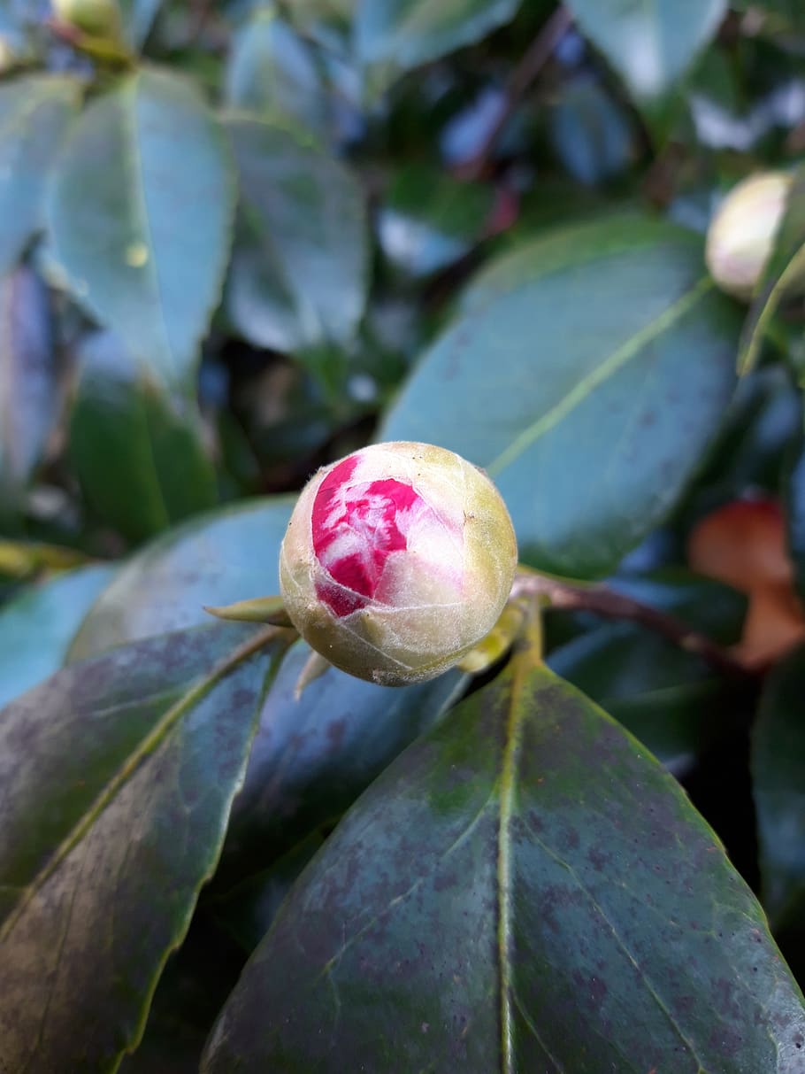 bud, spring, leaf, pink, plant, close-up, growth, plant part HD wallpaper
