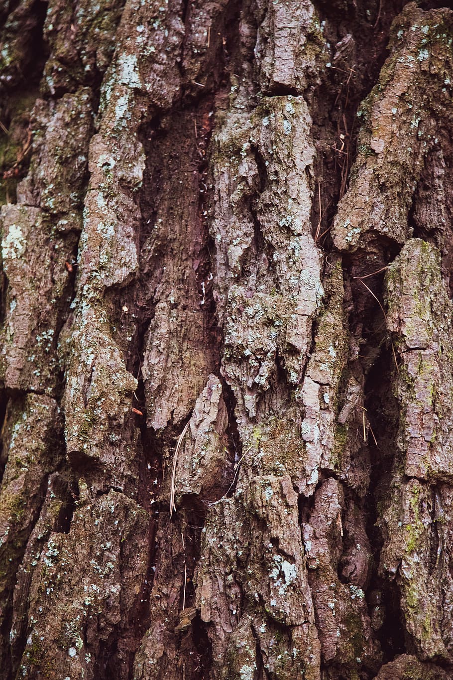 wood trunk, tree trunk, textured, backgrounds, full frame, rough HD wallpaper
