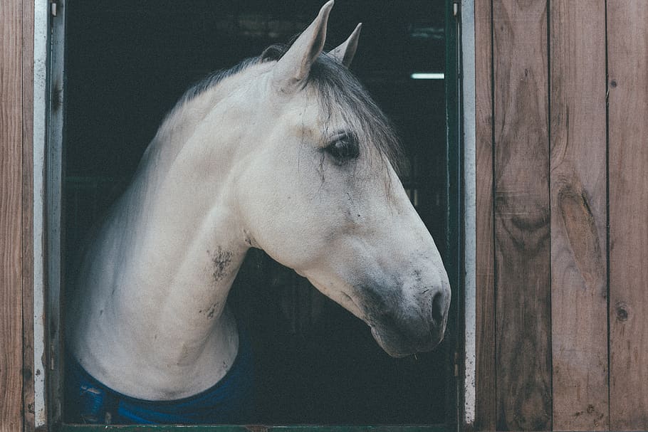 animal, horse, mammal, livestock, animal themes, domestic animals HD wallpaper