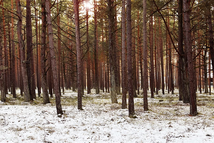 winter, forest, sunset, pine forest, trees, snow, landscape HD wallpaper