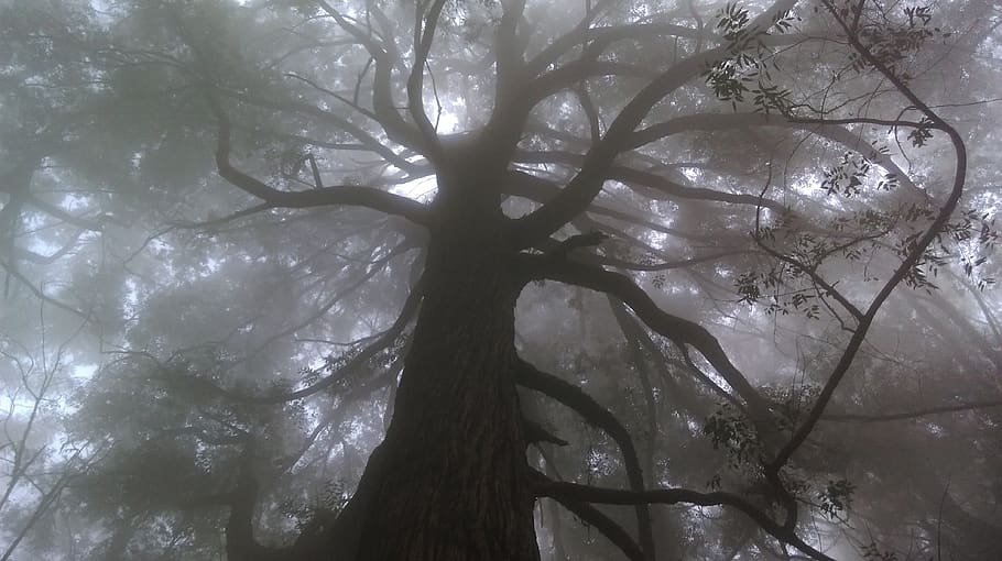 nature, art, mist, tree, forest, early morning, branches, mystic