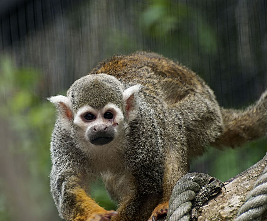 monkey, äffchen, zoo, animals, animal world, lemur, madacaskar HD wallpaper