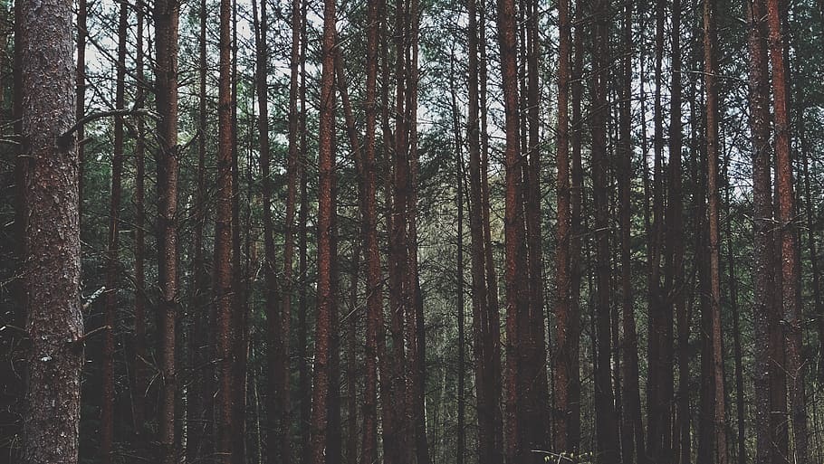 green trees and brown trunks, forest, vegetation, land, nature HD wallpaper