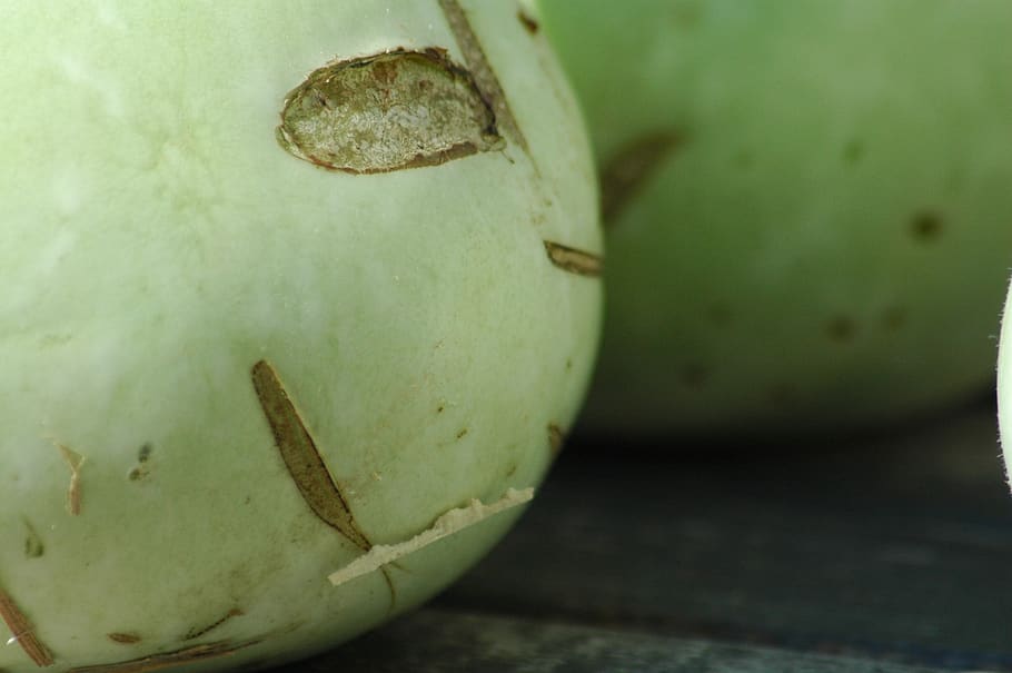 squash bottle, green, yard, food and drink, healthy eating HD wallpaper