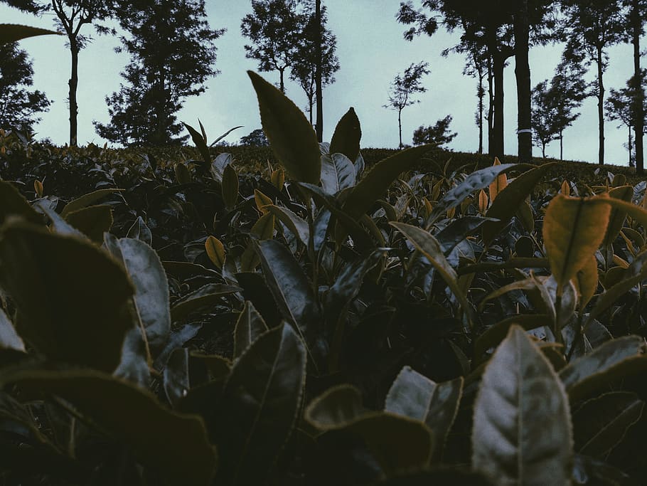 india, munnar, plant, leaf, plant part, growth, nature, land HD wallpaper