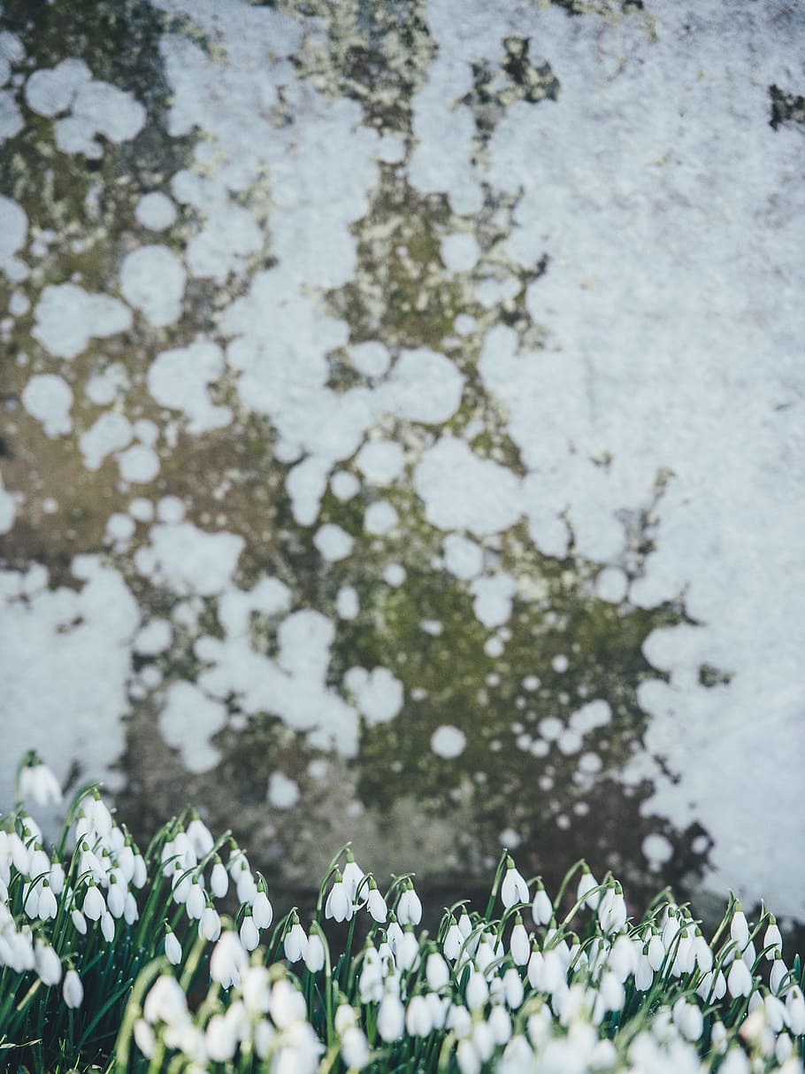 white flower buds selective focus photography, rock, spring, bloom HD wallpaper