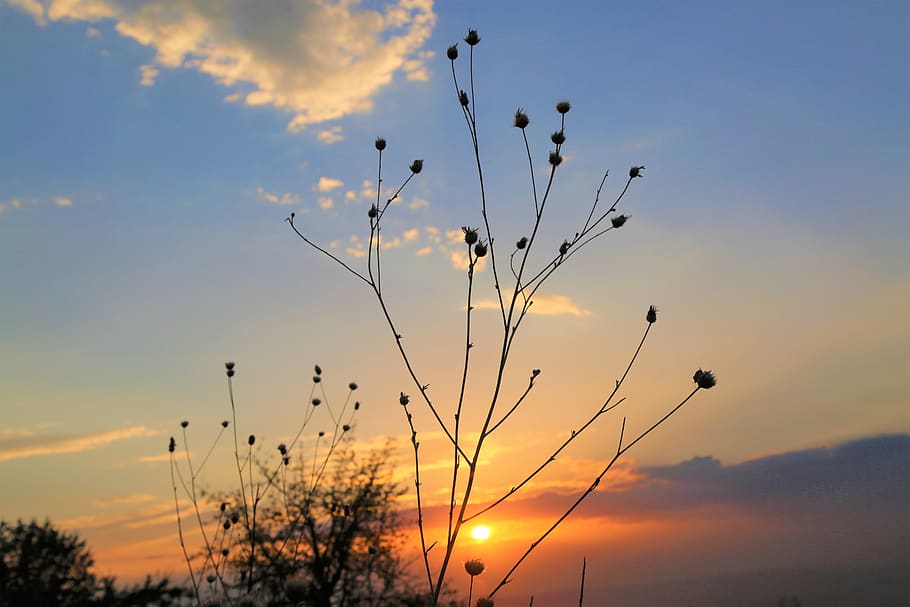 sunset, in the evening, sky, clouds, nature, summer, plant HD wallpaper