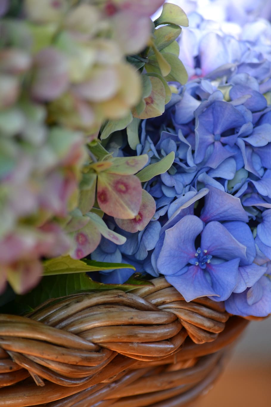 hydrangeas, flowers, flowering, flowering plant, vulnerability HD wallpaper