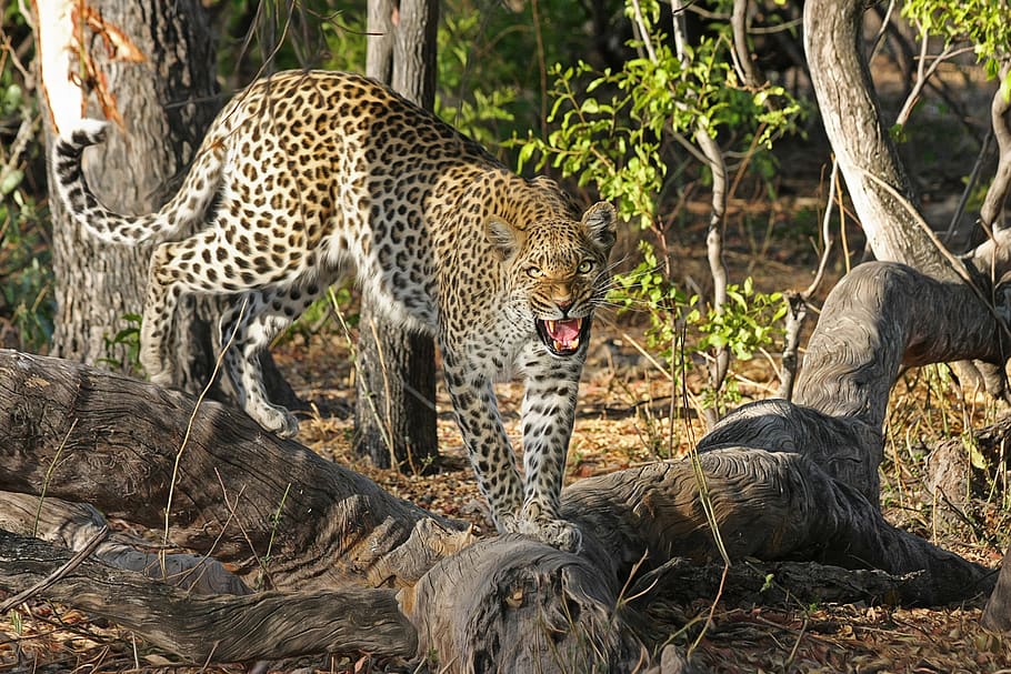 Brown and White Leopard on Tree Roots, africa, botswana, cat