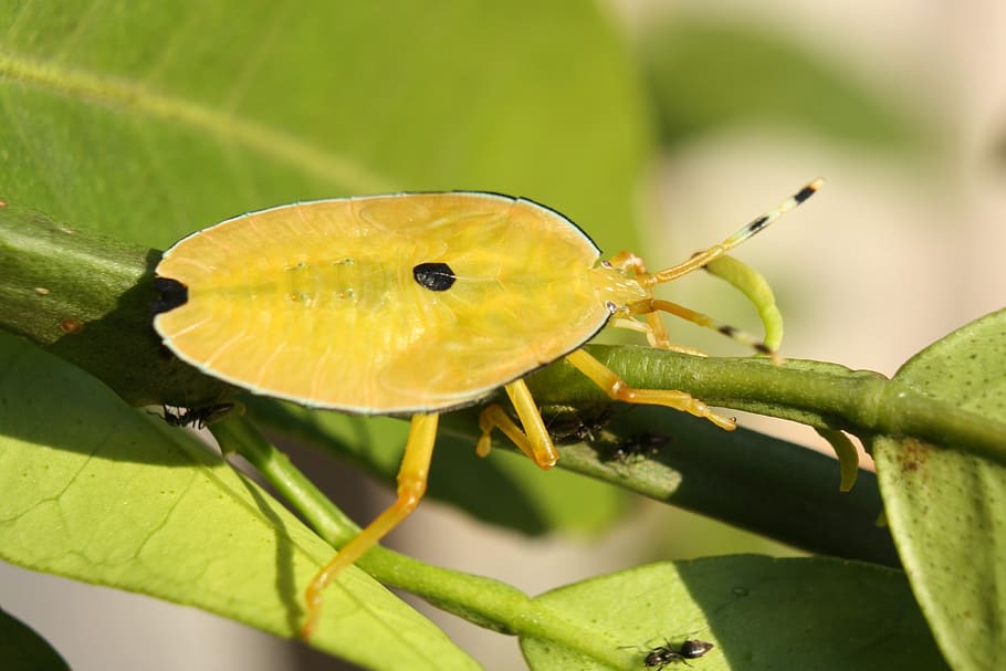stink bug, shield bug, bronze orange bug, nymph, insect, animal HD wallpaper