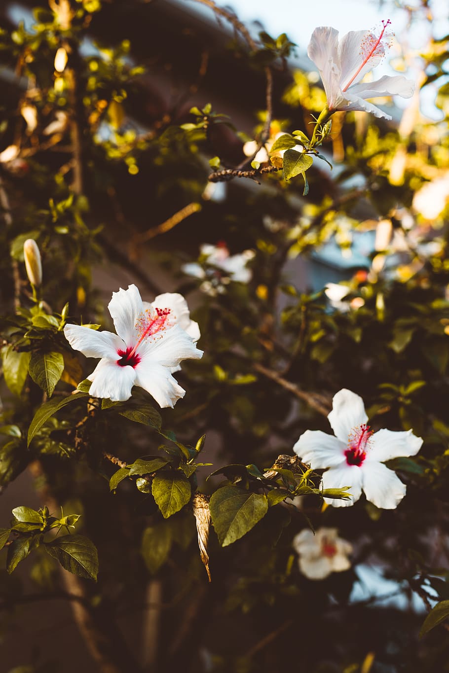 white flowers, plant, flowering plant, fragility, vulnerability HD wallpaper