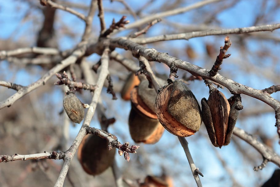 almonds, almond tree, branches, nature, dry fruit, cultivation HD wallpaper