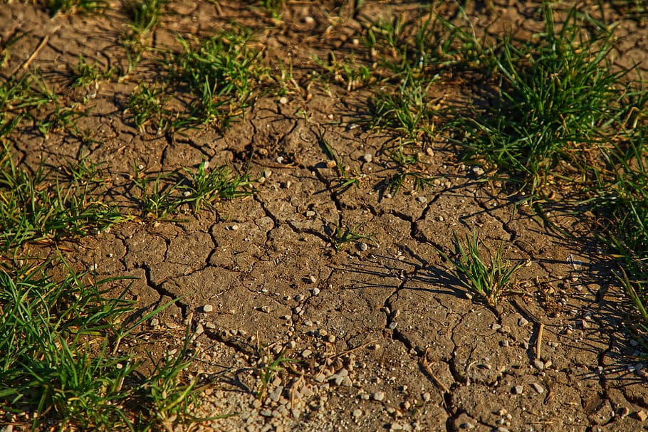 green leaf plant, land, nature, growth, field, no people, grass HD wallpaper