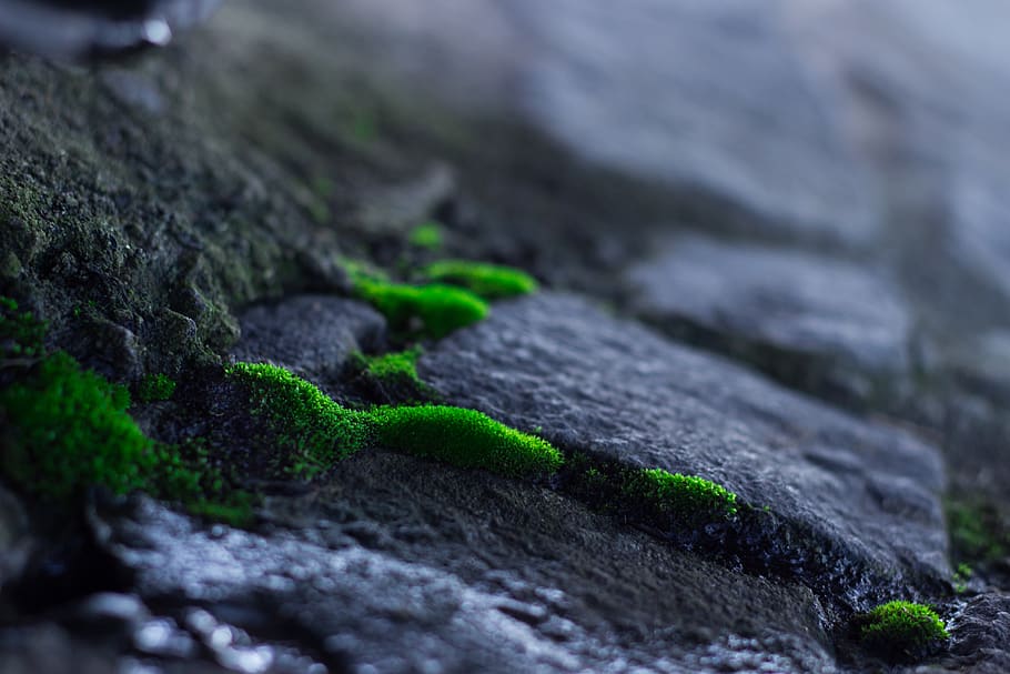 moss, stone, cold, wet, moist, water, drain, autumn, cobblestone HD wallpaper
