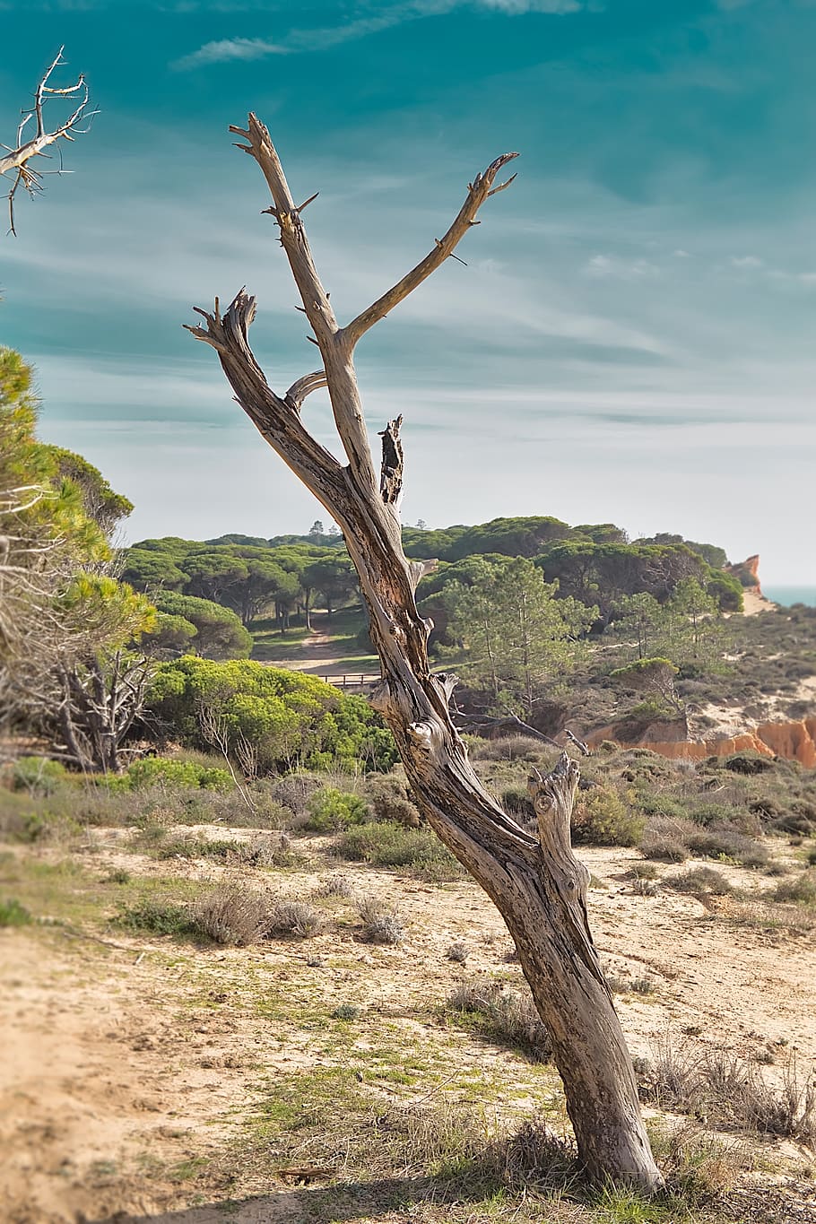 tree, dead, sky, landscape, mysterious, drought, sand, plant, HD wallpaper