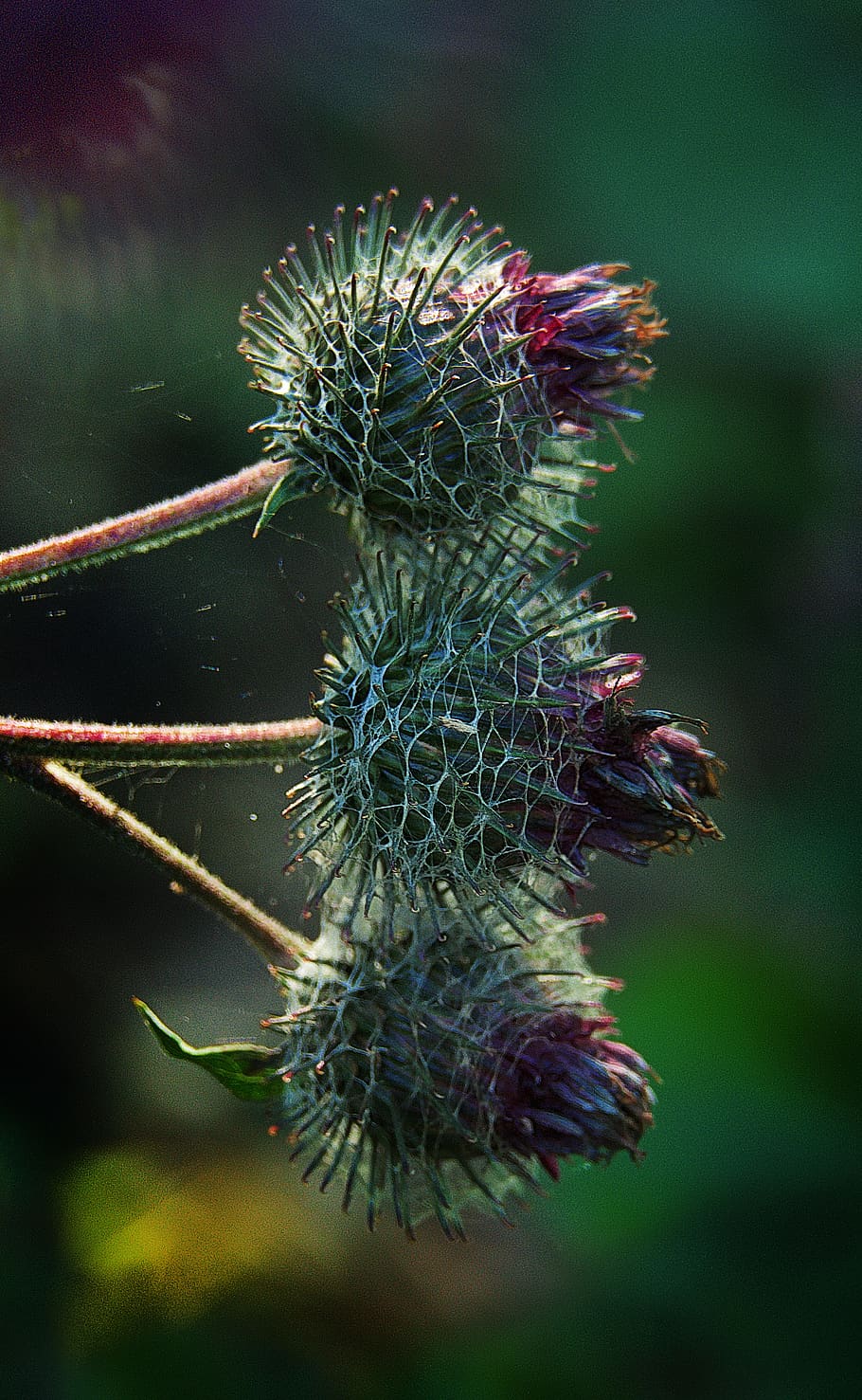 thistle, inflorescence, backlighting, close up, nature, plant HD wallpaper