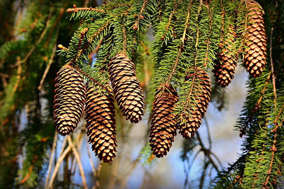 cone, pine, fruit, tree, conifer, branch, evergreen, spring HD wallpaper