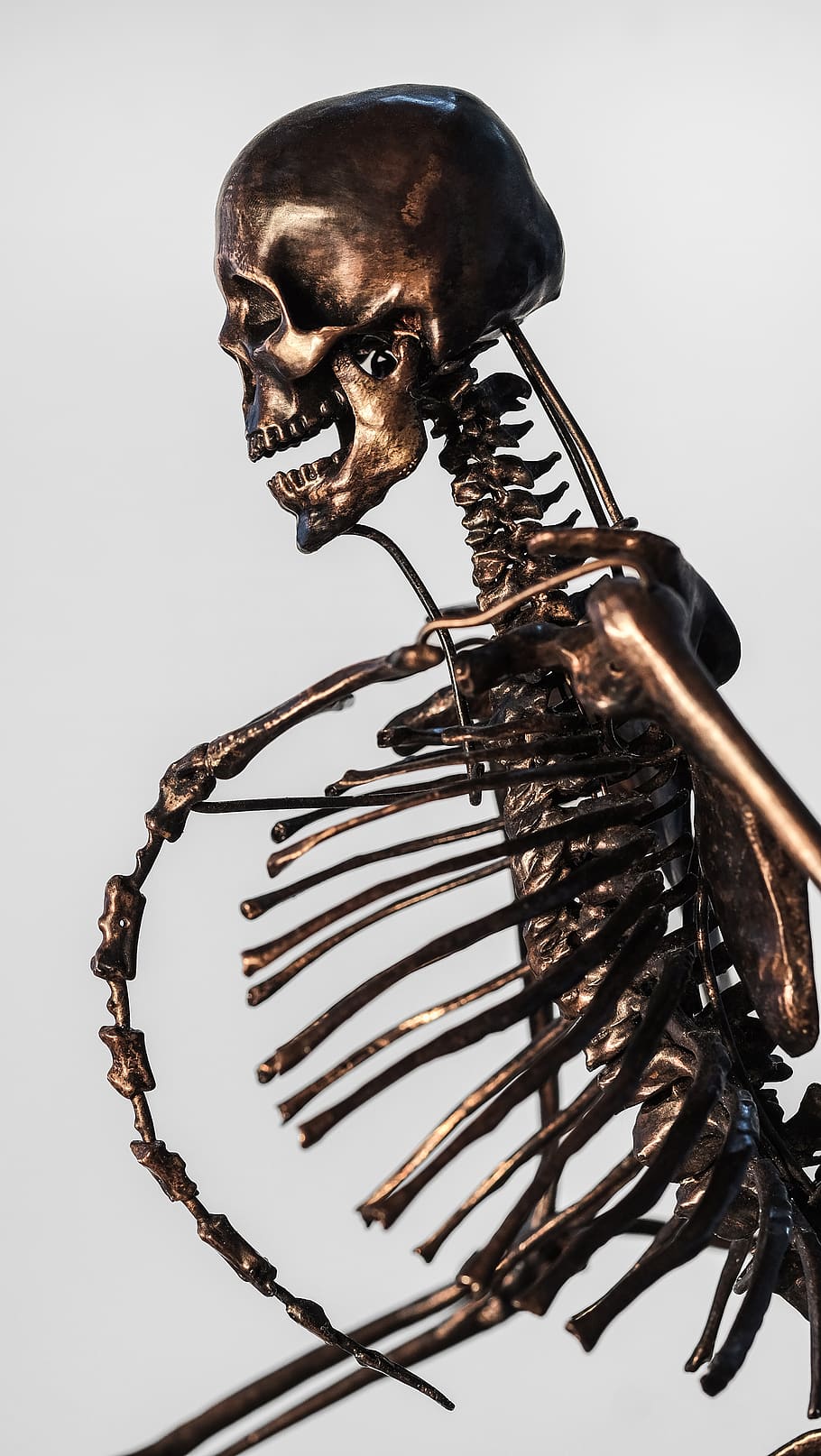 human skeleton, indoors, one person, studio shot, white background HD wallpaper
