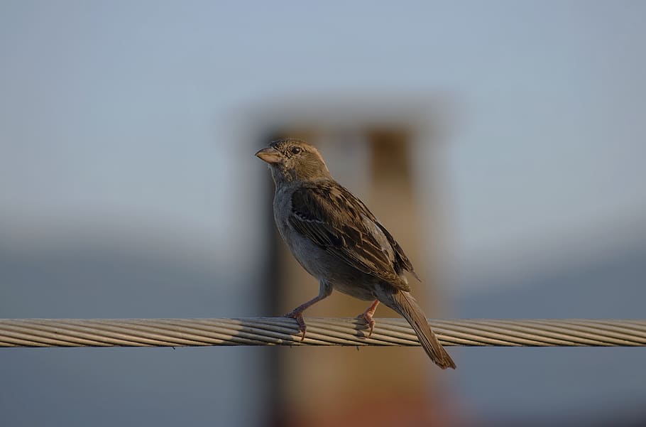 bird, sparrow, wings, beak, animal themes, animal wildlife HD wallpaper