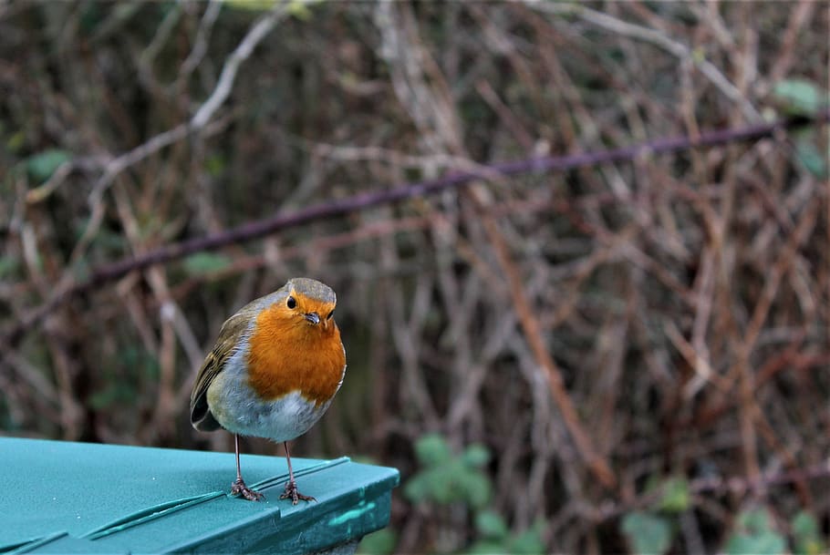 robin, wildlife, bird, perched, nature, songbird, colourful HD wallpaper
