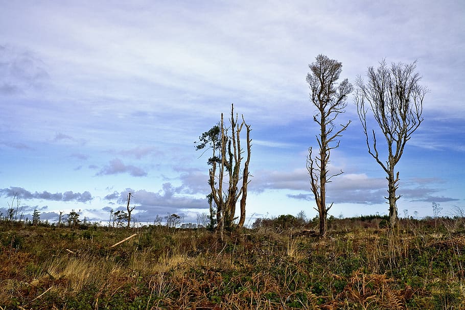 deforestation, tree, nature, environment, wood, natural, trees HD wallpaper
