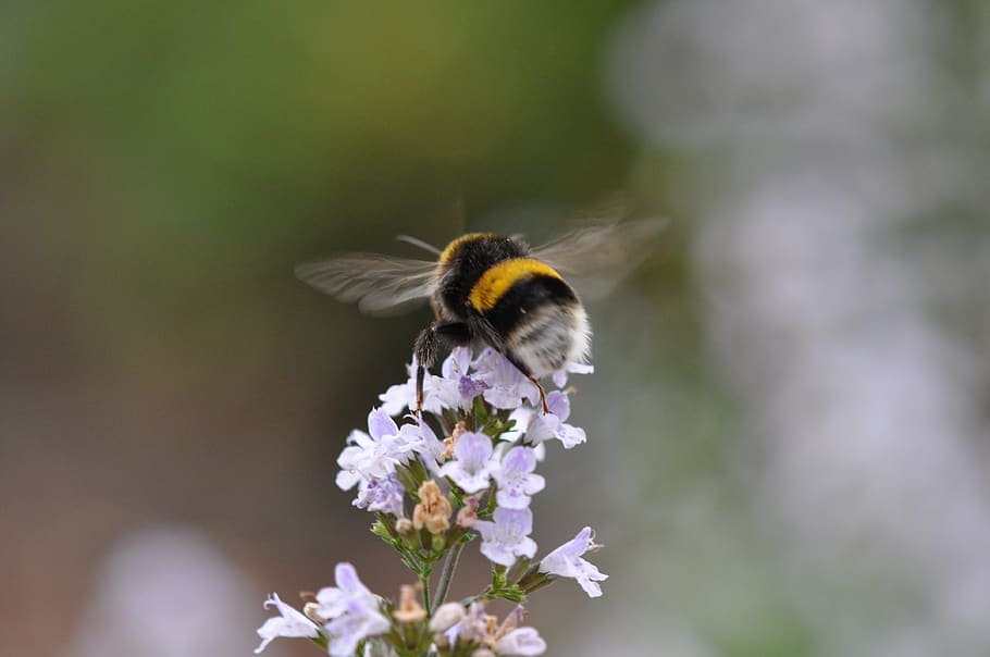 bumblebee, garden, flowers, bug, pollen, nectar, nature, flowering plant HD wallpaper