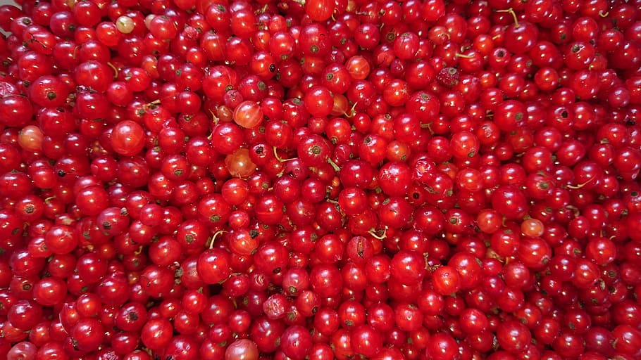 currant, berry, nature, sheet, food, red, red berry, red currant HD wallpaper