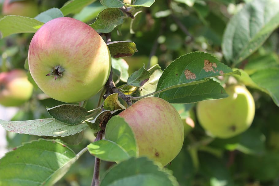 apple, plant, tree, nature, garden, sad, fruit, leaf, healthy eating HD wallpaper