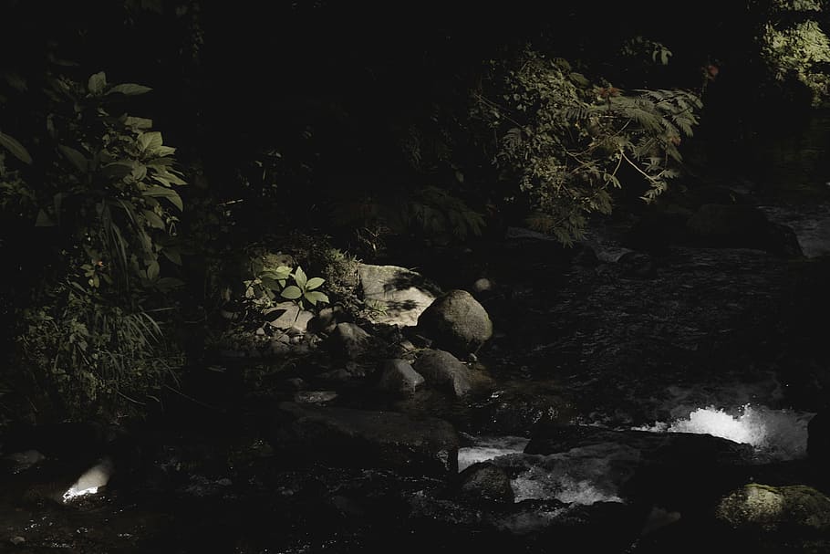 River In A Forest, environment, nature, outdoors, rainforest HD wallpaper