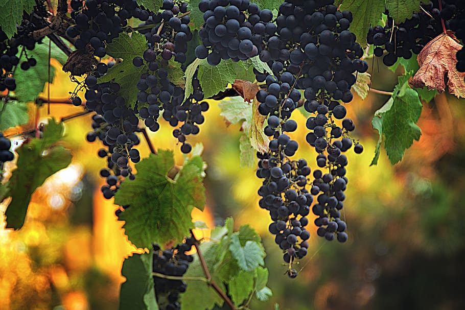 grapes, tree, summer, fruit, healthy eating, food and drink HD wallpaper