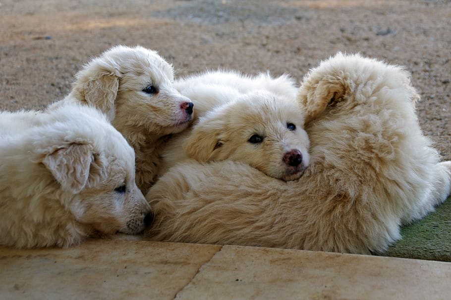 maremmano, white, sheepdog, confidence, company, dogs, brothers, HD wallpaper