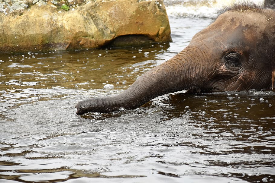 elephant, animal, wildlife, mammal, tierpark berlin, germany, HD wallpaper