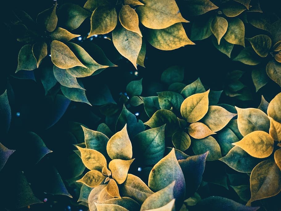 Green Leafed Plant, growth, beauty in nature, plant part, no people HD wallpaper
