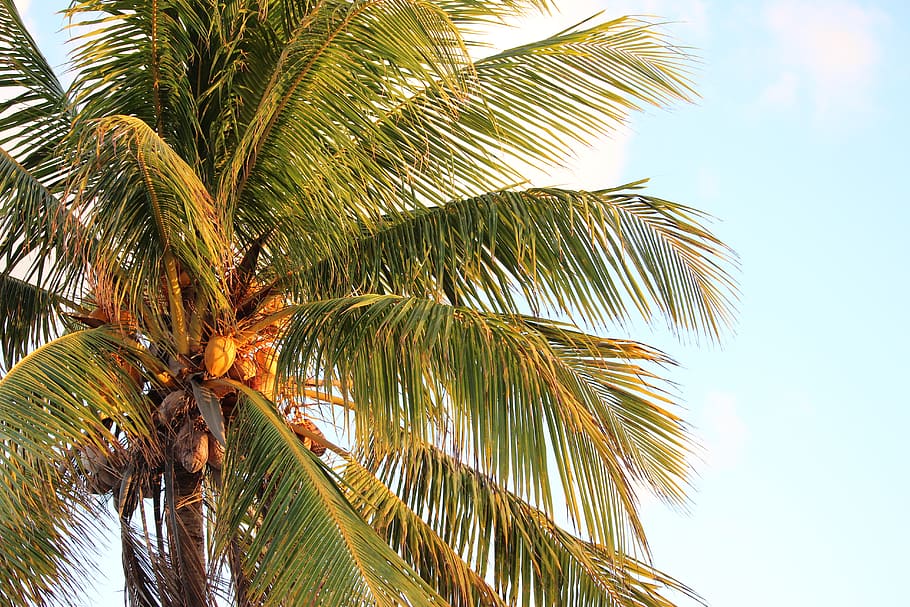 palm, tree, coconut, sky, cloud, green, sunset, palm tree, tropical climate HD wallpaper