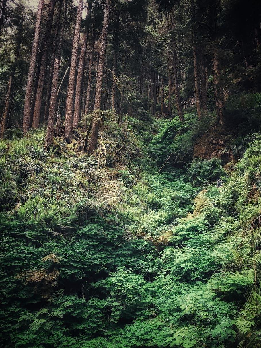 green trees in forest, nature, outdoors, flora, vegetation, land HD wallpaper