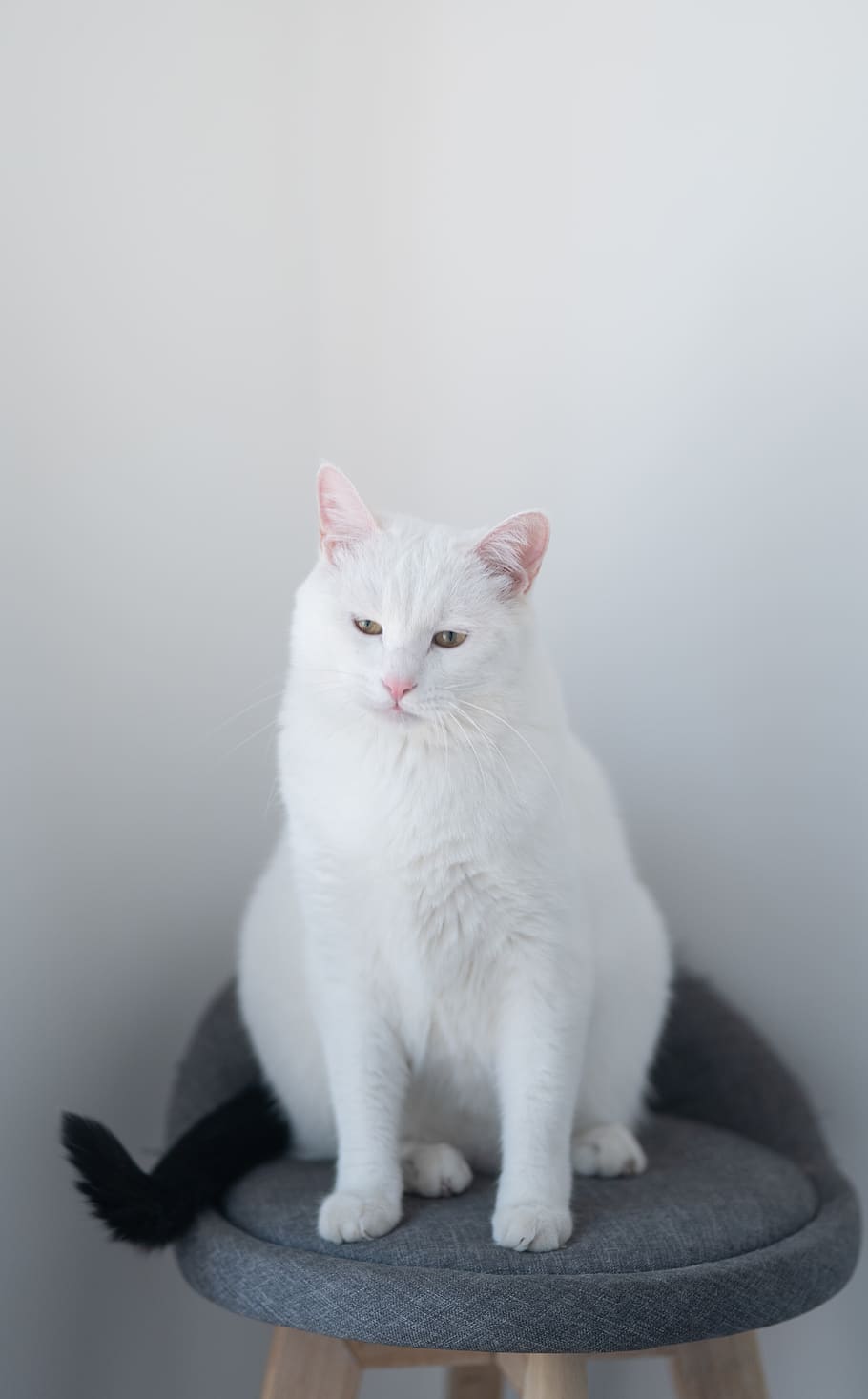 white cat, domestic, pets, domestic cat, mammal, domestic animals HD wallpaper