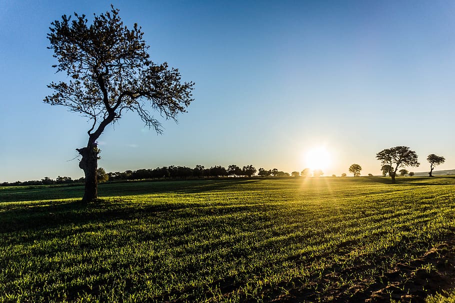 Solitary. Solitary Dynamic. Yandex pictures of a solitary strong Tree.