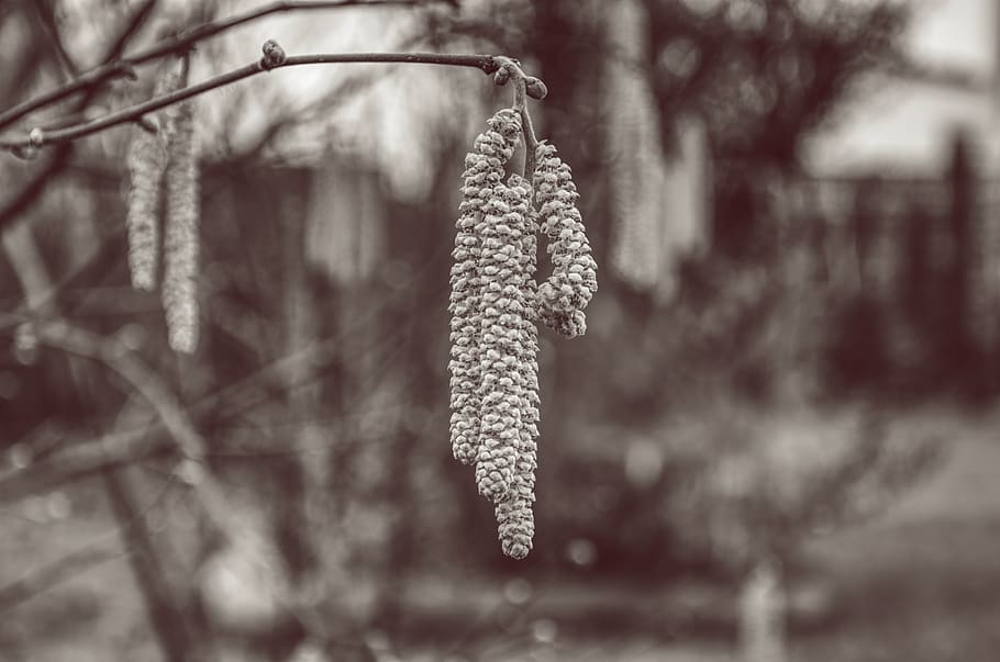 hazel, hazelnut, nature, red, hdr, winter, focus on foreground HD wallpaper
