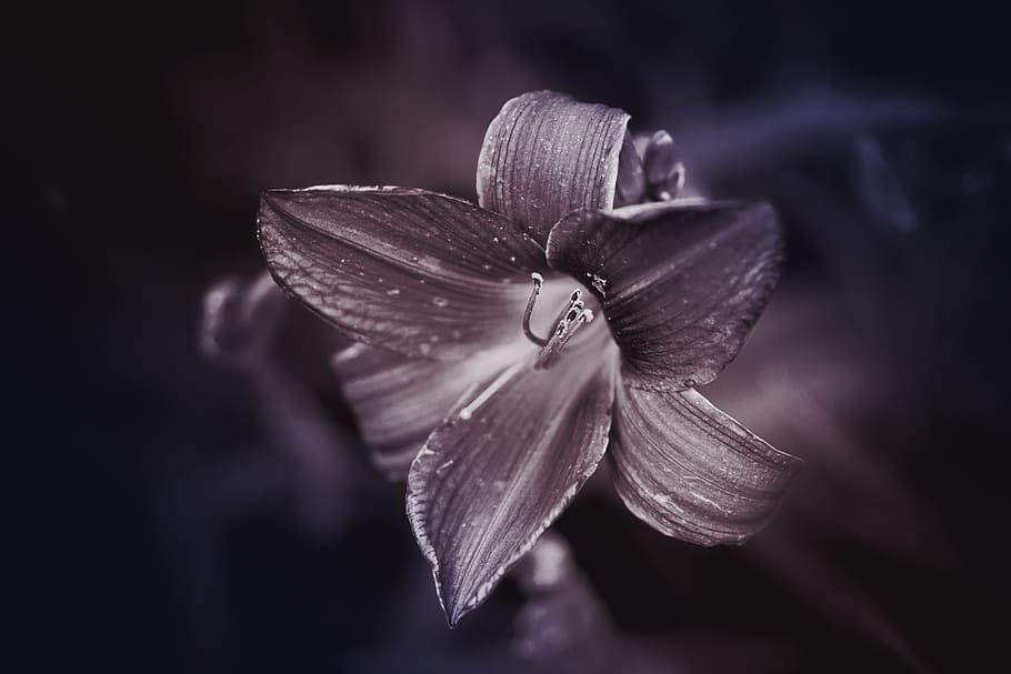 flower, glow, dark, light, pink, purple, silver, nature, garden HD wallpaper