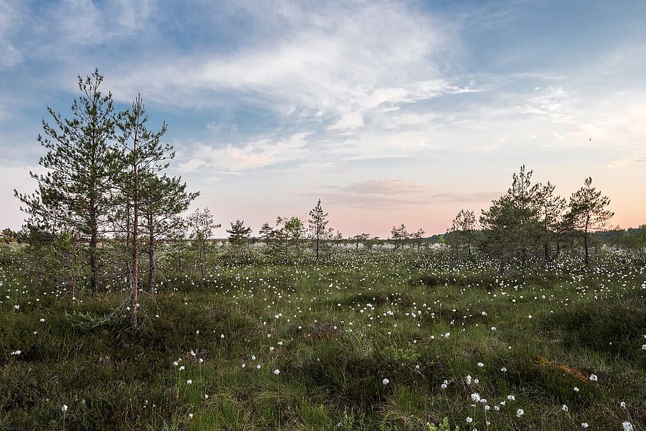 landscape, tree, nature, forest, grass, horizon, wilderness HD wallpaper